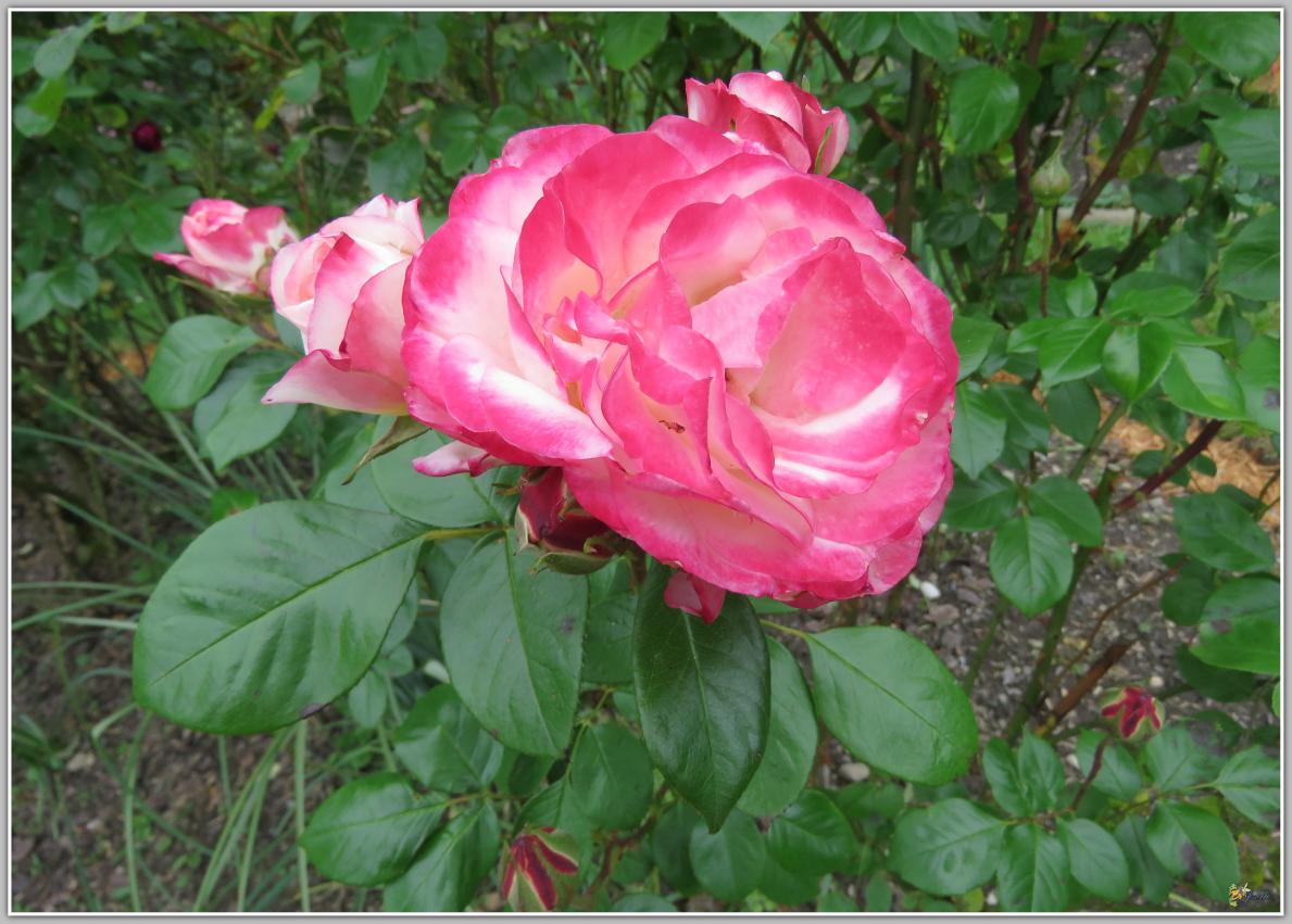  LE  COIN  DES  ROSES 2024
