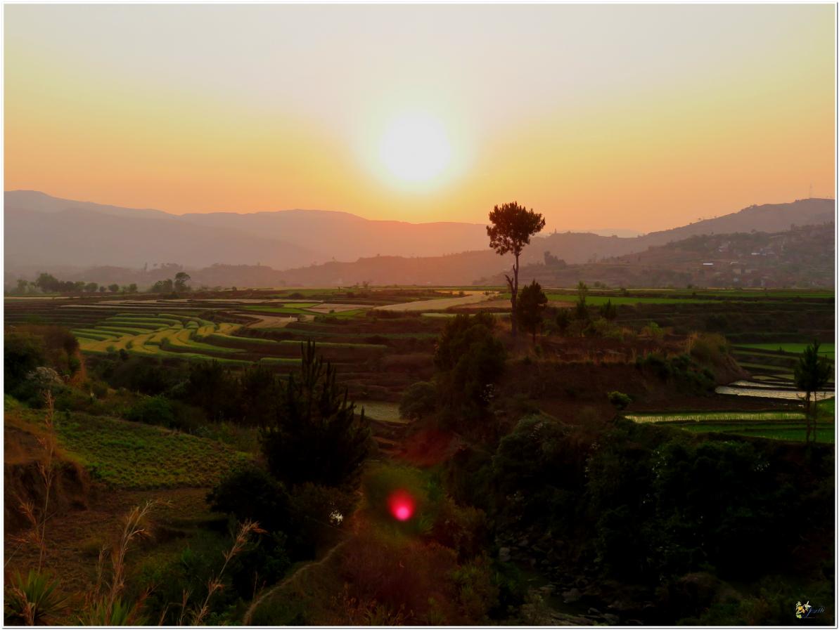 COUCHER  DE  SOLEIL  DANS  LES  RIZIERES 