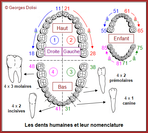 Les Dents