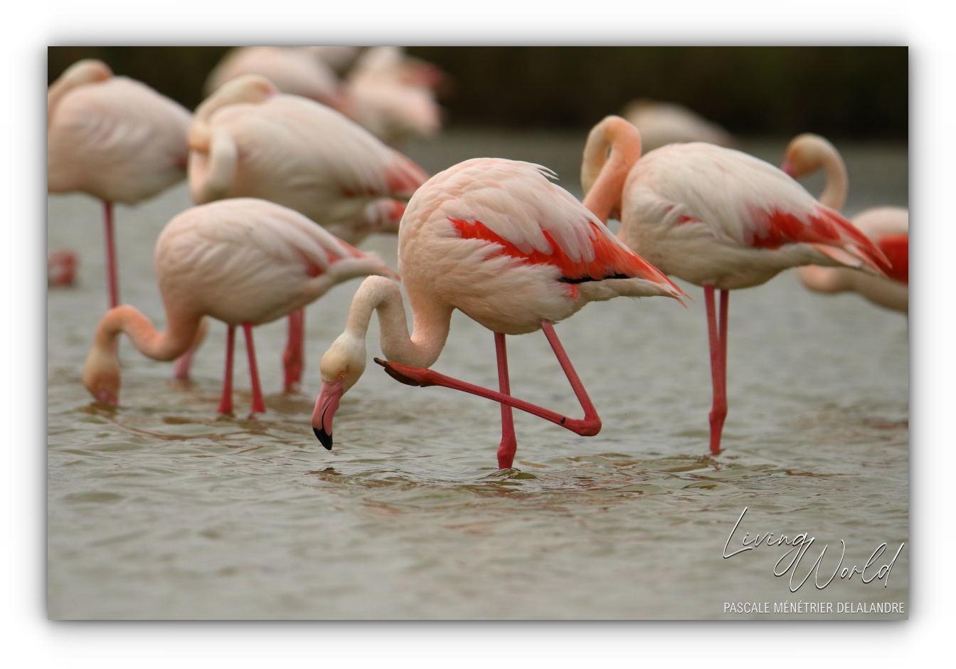 Flamants roses