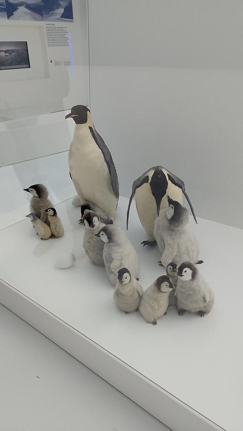 Musée des Mondes Polaires, séjour camping-car