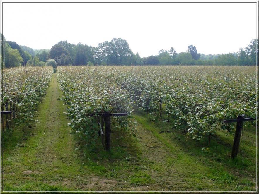 921 - Suite22 : -Notre Chemin vers St Jacques de Compostelle à travers ses anecdotes-