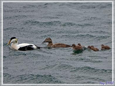 08/06/2023 : la découverte du fjord Hvalfjordur se poursuit sous une pluie battante, paysage quasi inexistant car nous baignons dans la brume - Islande