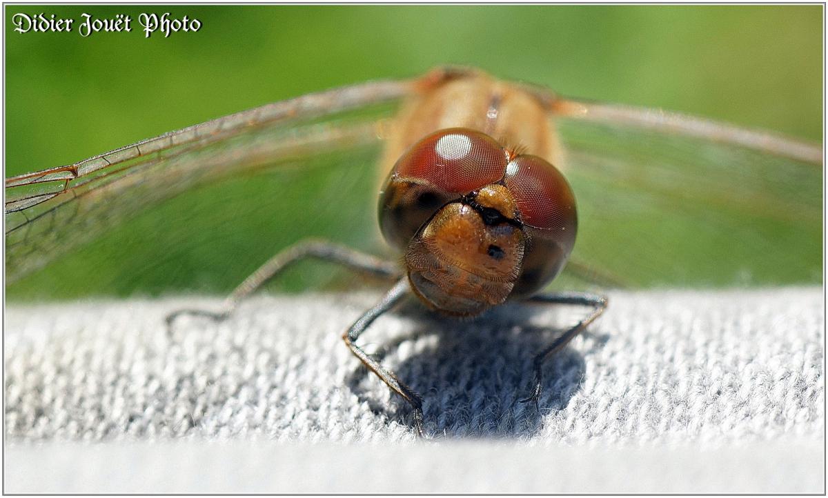 Sympétrum Strié (6) - Sympetrum striolatum / Mâle