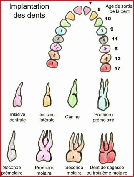 Les Dents