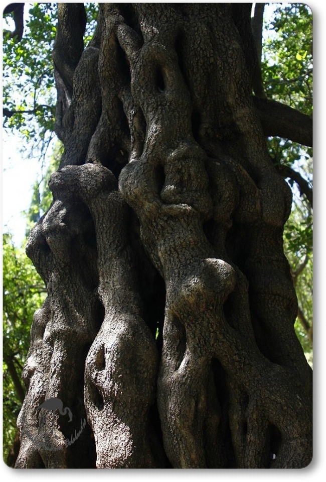 Balade au Jardin botanique de Montpellier...