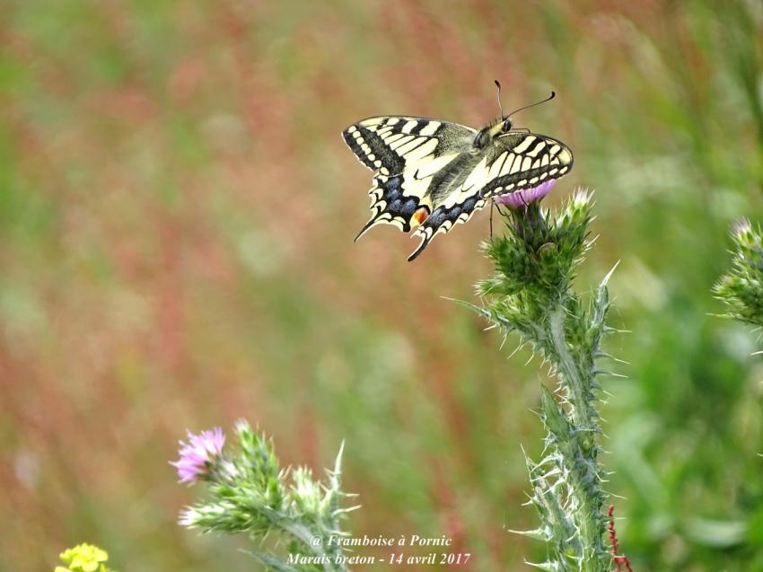 papillon le machaon