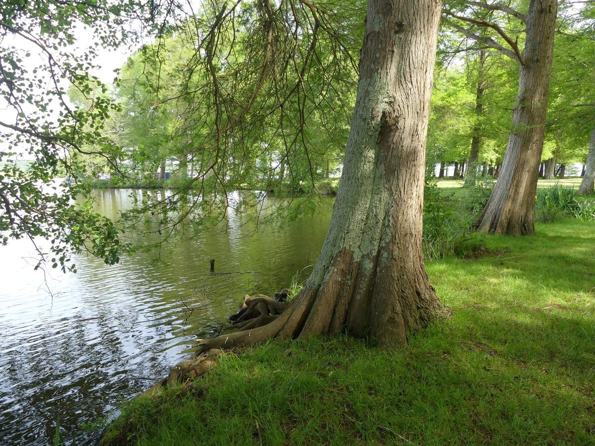Les cyprès chauves de la Pointe du Vergne à Soustons...
