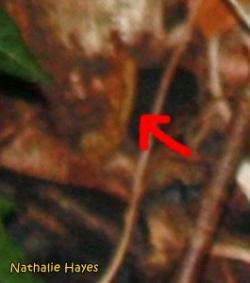 La Page de Nathalie Hayes