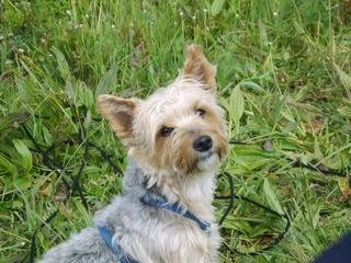 Berny - le chien autrichien