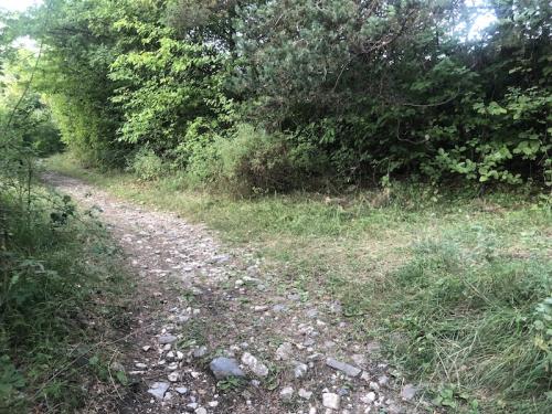 Bois Le Prêtre (Montclar)