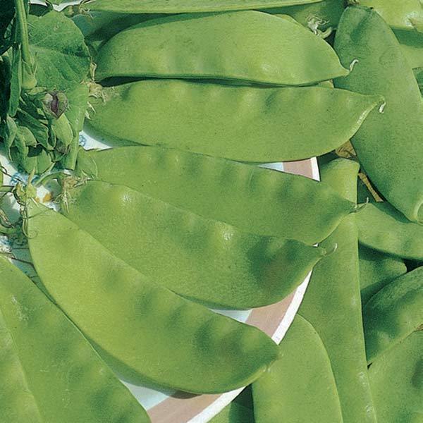 Légumes du mois de Juillet