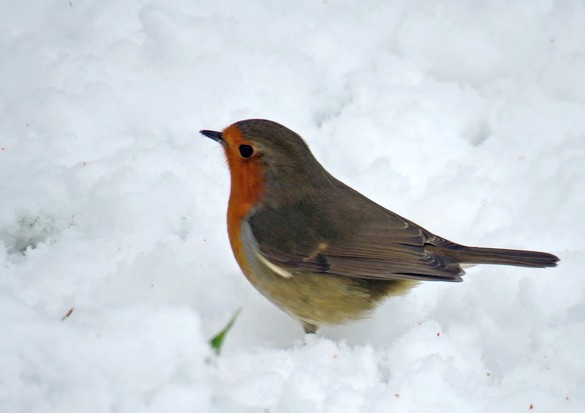 Durant le jour de neige de novembre à Châtillon, les oiseaux ont eu faim !