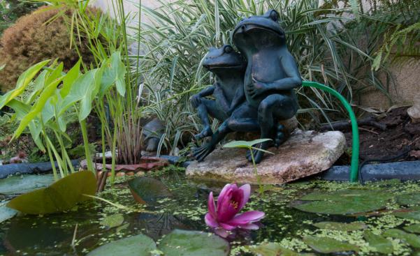 Canicule air, le roi des grenouilles