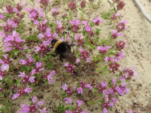 Rando en forêt de Fontainebleau
