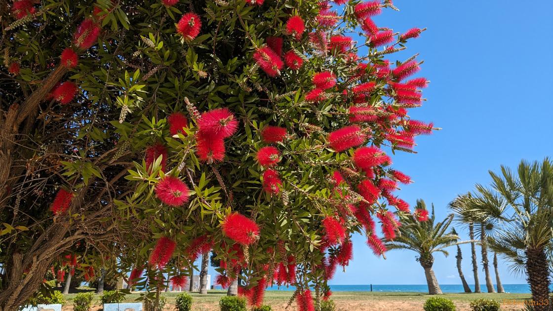Benicasim -2