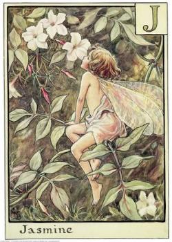 Fleur de jasmin