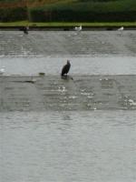 La randonnée du 8 janvier à Hérouville-Saint-Clair