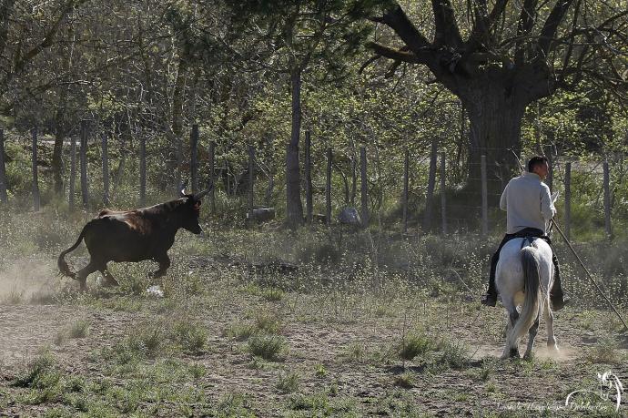 Taureaux de Camargue