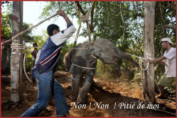 NOS CiRQUES