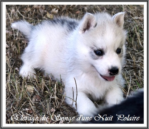 Chiot Husky Femelle 4 (33j)