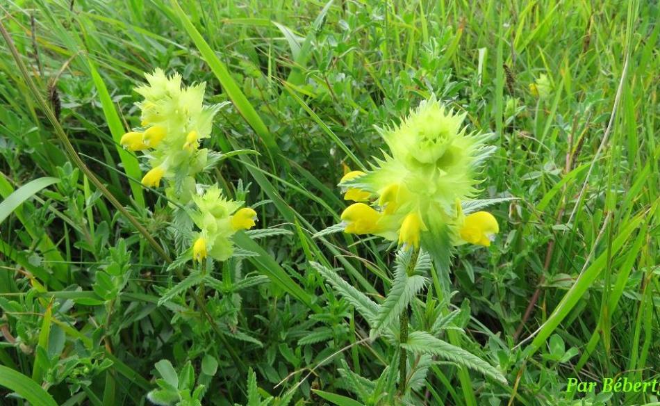 de jolies fleurs