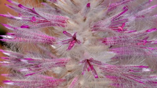 Fleurs cultivées : Ptilotus