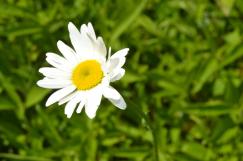 La balade du 14 mai à l'abbaye d'Ardenne