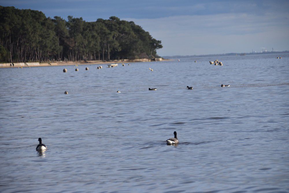 Oies bernaches près de la jetée d'Arès - février 2024...