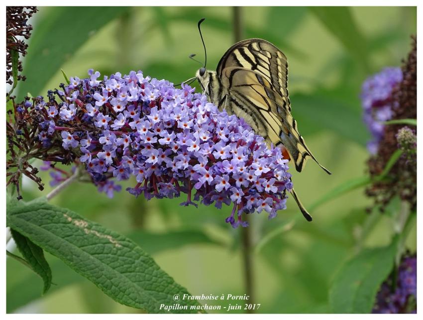 Papillon machaon du jardin - couple - Juin 2017