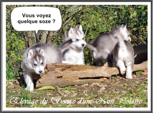 Portée de Lakmé (30 octobre 2018)
