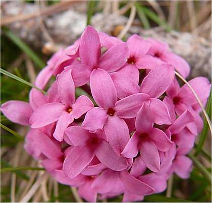 Fleur cultivée : Daphné