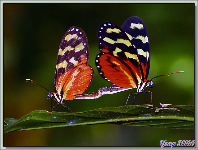 Blog de images-du-pays-des-ours : Images du Pays des Ours (et d'ailleurs ...), Papillons Héliconius in copula (Mechanitis polymnia isthmia) - Puerto Viejo de Sarapiqui, Costa Rica