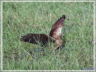 L'attaque d'un Busard grenouillard (Circus ranivorus) sur un autre oiseau (cormoran ?) - Safari nautique - Parc National de Chobe - Botswana