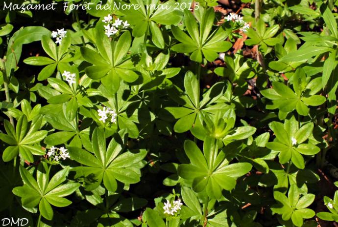 Galium odoratum  -  aspérule odorante