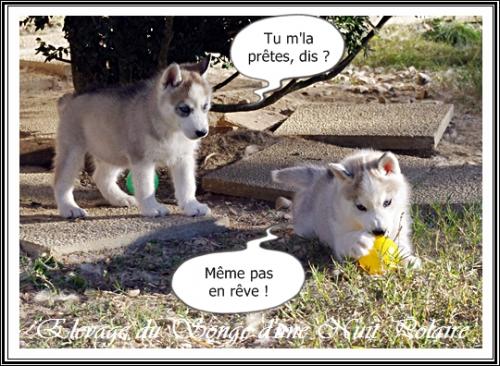 Portée Husky Félya J+46 (29 octobre 2014)