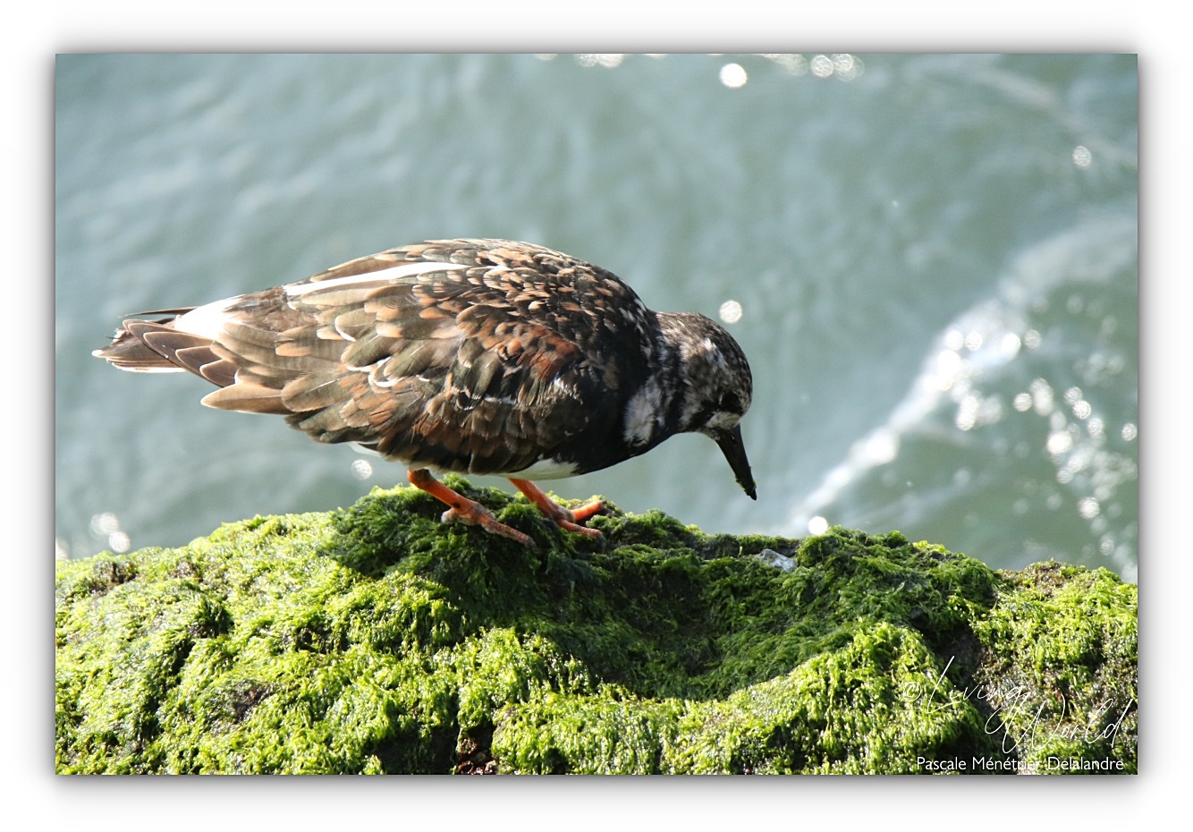 ♀ adulte