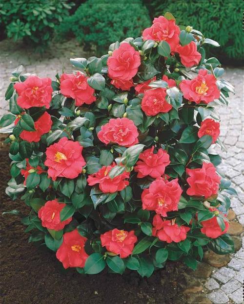 Fleurs cultivées : Camélia