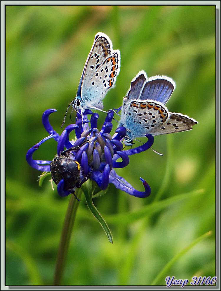 Duo de papillons Argus et Cétoine "Drap mortuaire" faiblement ponctué (Oxythyrea funesta) sur Raiponce - Vallon d'Esquierry - Oô - 31