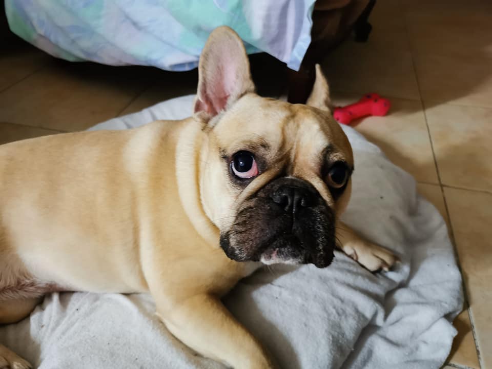 Nouba ma petite bouledogue va mal !