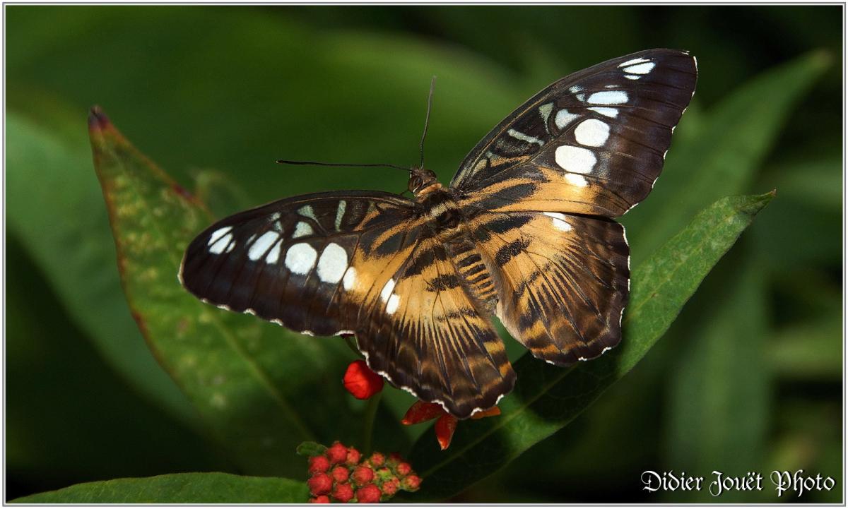 Clipper Brun (3) - Parthenos sylvia