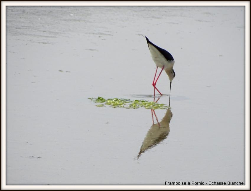 Echasse blanche - Mai 2018