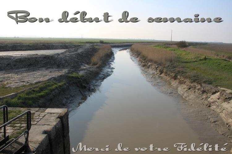 LES CIGOGNES DU MARAIS - HIERS-BROUAGE   CHARENTE-MARITIME