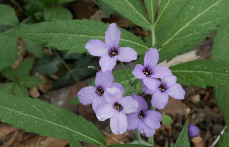 Balade de confinement