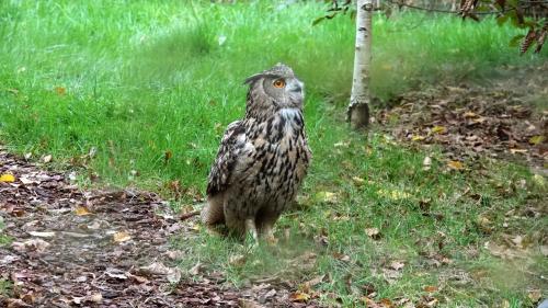 Le grand duc
