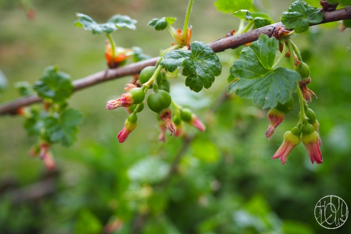 La gazette du jardin #2
