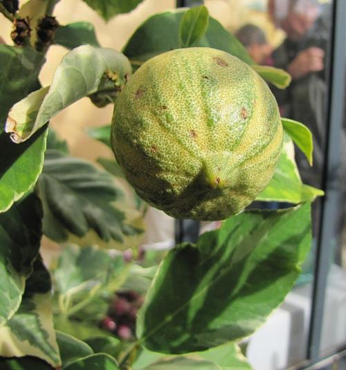 Arbre fruitier  ; Citronnier