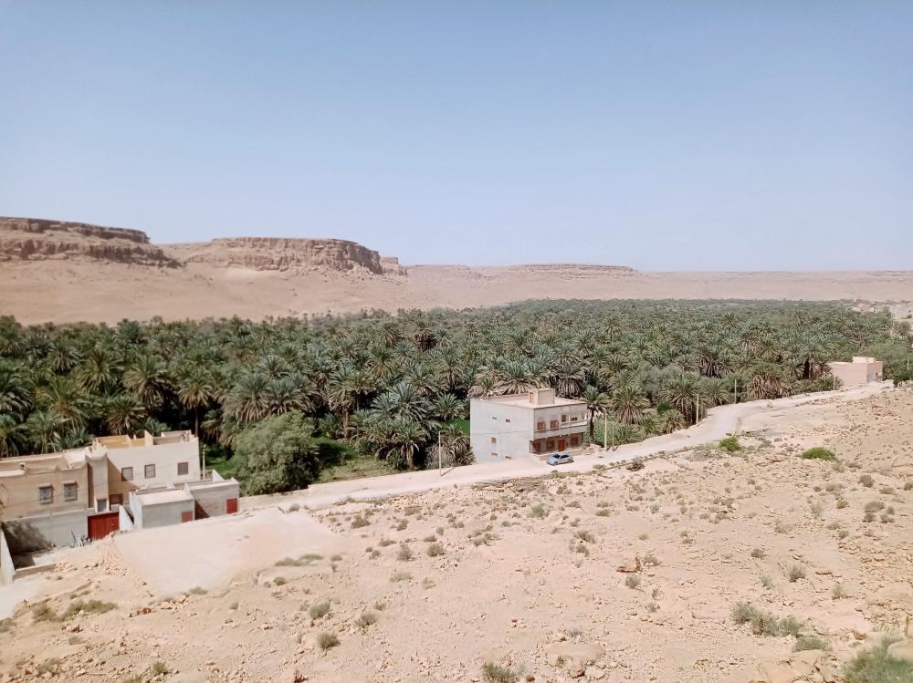 Palmeraie du Ziz