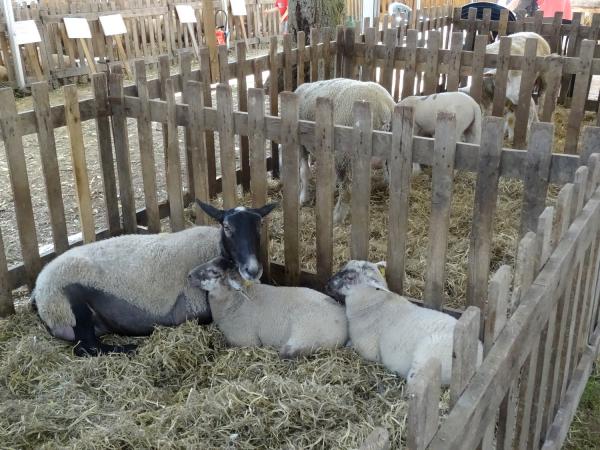 L'agriculture aux Journées Châtillonnaises 2015...