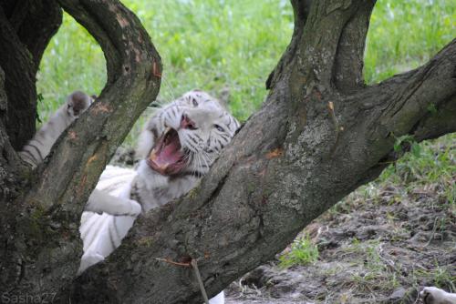 (1) Les Adultes Tigres Blancs du Bengale.